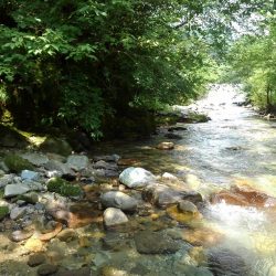 九頭竜川水系でイワナ釣り
